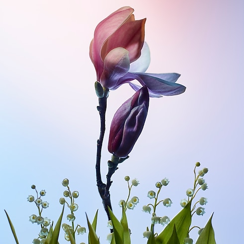 Perfumes and Beauty - Apogée Perfumes and Beauty Collections Women’s Perfumes | LOUIS VUITTON (Product zoom)