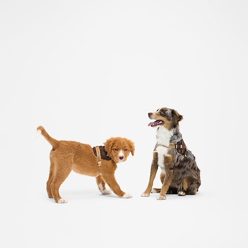 Trunks, Travel and Home - Harness MM Trunks, Travel and Home Pets Accessories } | LOUIS VUITTON (Product zoom)