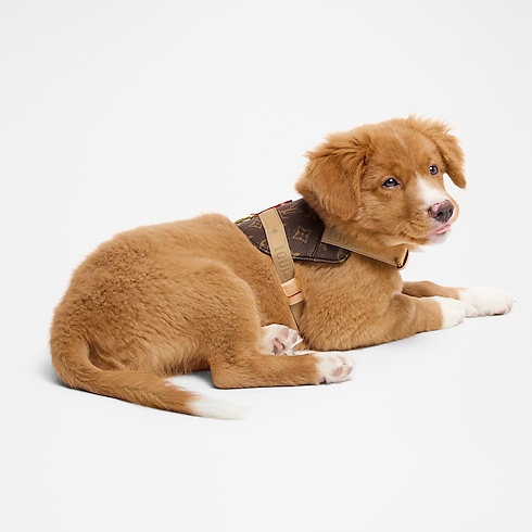 Trunks, Travel and Home - Harness PM Trunks, Travel and Home Pets Accessories } | LOUIS VUITTON (Product zoom)