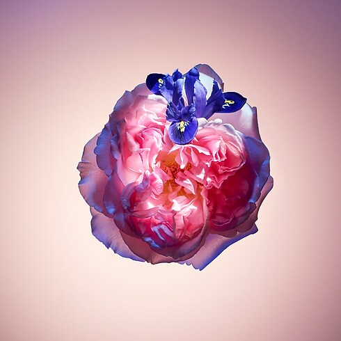 Perfumes and Beauty - Rose des Vents Perfume Perfumes and Beauty Highlights Valentine's Day Gifts | LOUIS VUITTON (Product zoom)